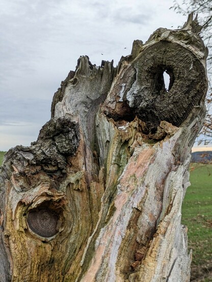 Reste eines abgebrochenen Baums mit rechts oben dem wulstigen Astloch