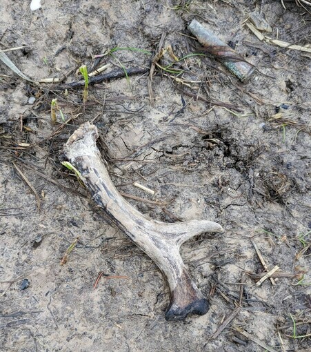 auf braunem nassem Lehmboden liegt ein kurzes Stück von einem Geweih und daneben eine Patronenhülse