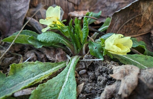bodennahe Aufnahme von neu wachsenden Blättern und zwei gelben geöffneten Blüten einer Primel