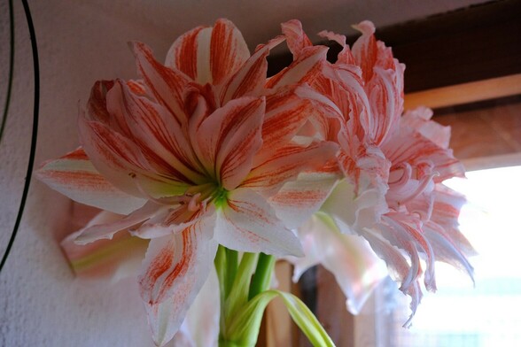 mehrere geöffnete rosarotweiß gestreifte Blüten einer Amaryllis am Fenster