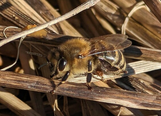 eine Biene sitzt in der Sonne in alten braunen Grasstengeln