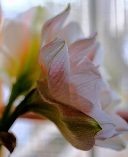 zwei Amaryllisblüten von der Seite fotografiert. Die vordere ist z.T. scharf. Bei der hinteren ist ein grüner Streifen vom äußersten Blütenblatt auffällig