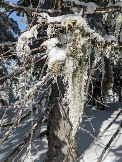 lange verschneite Moosbärte hängen an Bäumen