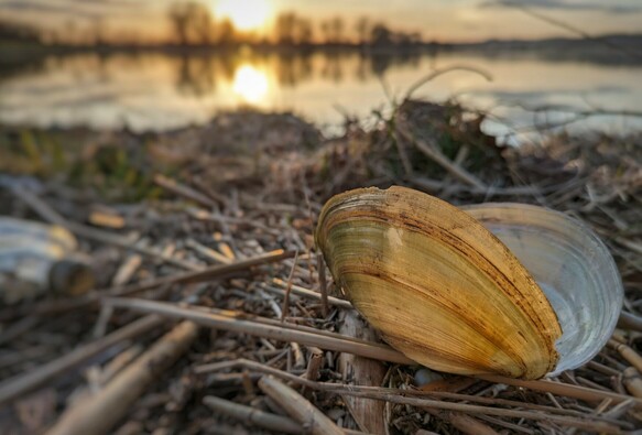 eine geöffnete grünbräunlich gestreifte Süßwassermuschel liegt im strohigen braunen Treibgut am Ufer eines Sees. Im Hintergrund geht die Sonne unter.