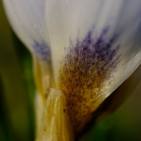 seitliche Nahaufnahme von zwei Blütenblättern eines weißen Krokus. Nur der untere Ansatz mit gelben und lila gesprenkelten Streifen ins Weiß übergehend