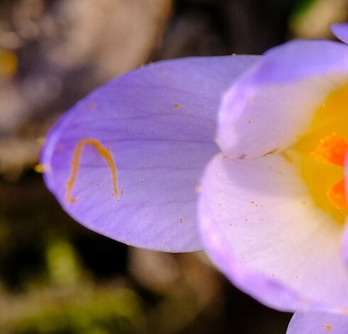 Teilansicht einer lila Krokusblüte von oben. Links außen auf dem Blütenblatt liegt ein kurzer oranger Samenfaden