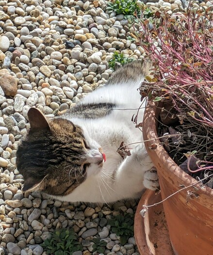eine weiß getigerte Katze liegt an einem tönernen Blumentopf und von der rosa Zunge schaut noch ein bisschen raus