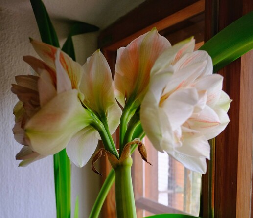 vier offene Blüten einer weiß rötlich gestreiften Amaryllis in einer Fensternische