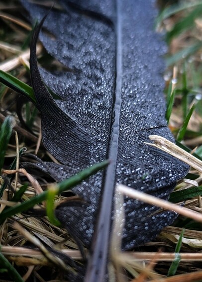 eine schwarze Feder einer Krähe liegt auf z.T. vertrockneten Grashalmen. Von Tropfen bedeckt.