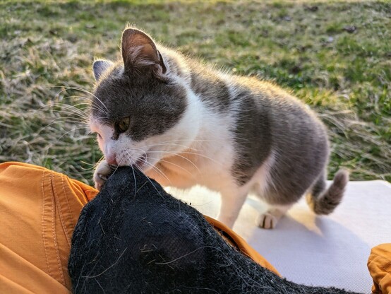 eine kleine grauweiße Katze hat die Pfote an der großen Zeh eines Fußes und knabbert vorsichtig dran.