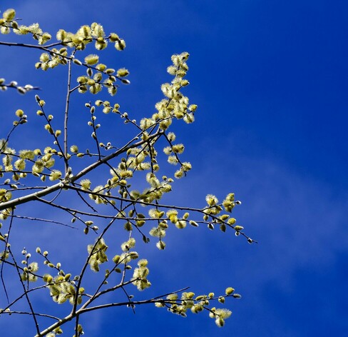 viele gelbe Weidenblüten von unten vor blauem Himmel fotografiert