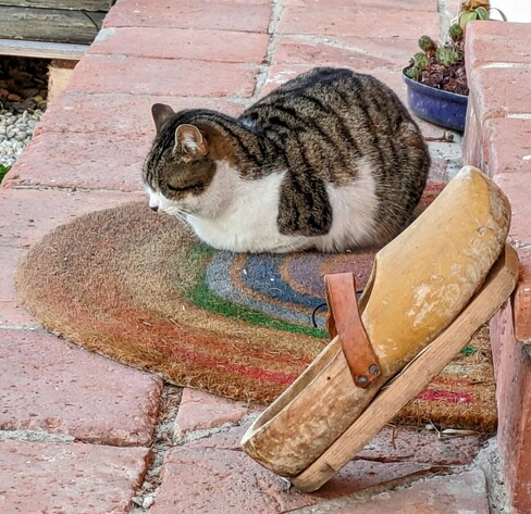 eine weiß graugetigerte Katze in Parkposition mit geschlossenen Augen liegt auf einem Fußabstreifer. Ein Holzschuh lehnt an der Stufe