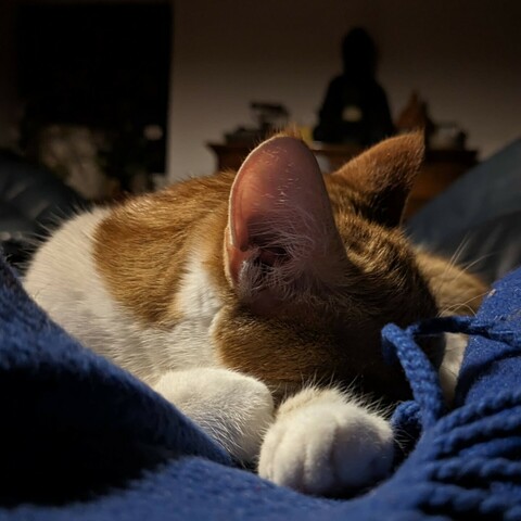 eine rotweiße Katze liegt auf einer blauen Decke. Die Vorderpfoten und ein Teil vom Kopf ist zu sehen.