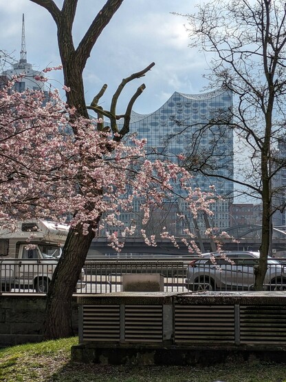 ein rosa blühender Zierkirschenbaum und im Hintergrund die Seitenansicht der Elbphilharmonie