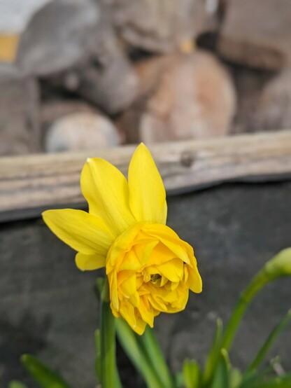 eine gelbe Blüte einer kleinen Narzisse.ngefüllter Kelch und nach hinten gebogener Kranz