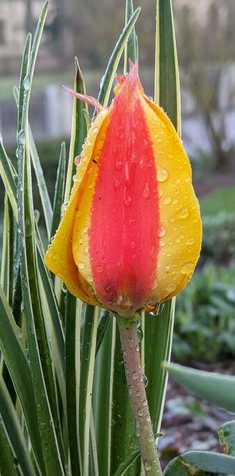 eine rotgelb gestreifte geschlossene Tulpenblüte, an der Tropfen hängen