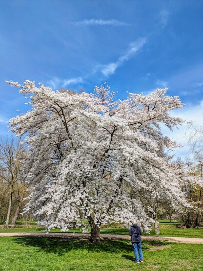 ein weiß blühender großer Baum mit Person im Vordergrund für den Größenvergleich