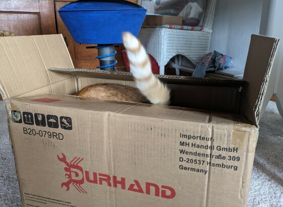 aus einem leicht geöffnetem Karton ragt ein weißroter Katzenschwanz