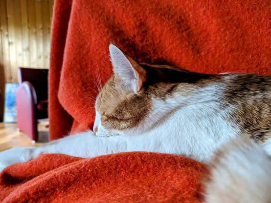 ein weißrote Katze liegt mit geschlossenen Augen auf einer orangen Wolldecke