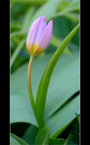 eine noch geschlossene rosa Blüte einer Tulpe auf einem leicht nach rechts gebogenem Stiel