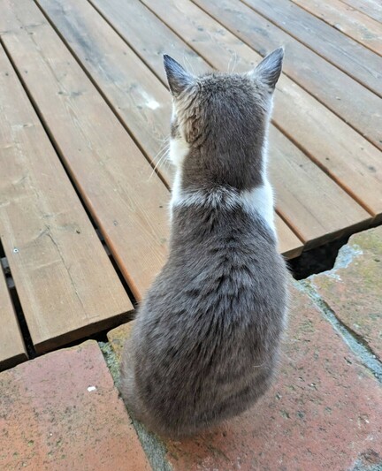 eine kleine weißgraue Katze sitzend von hinten auf Steinen, dahinter eine Holzterrasse