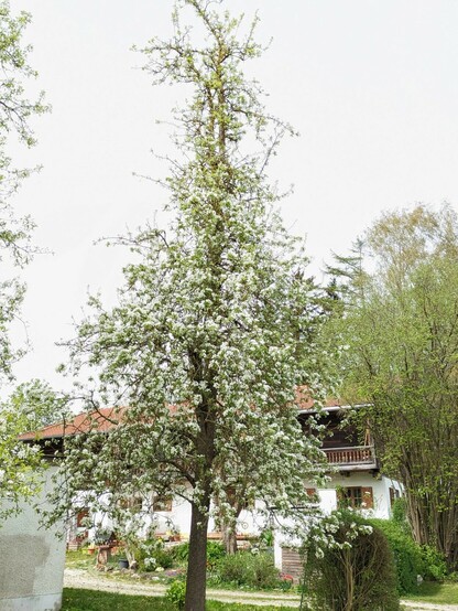 eine weiß blühender hoher Birnbaum