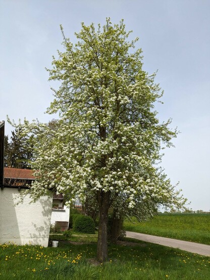 ein weiß blühender hoher Birnbaum