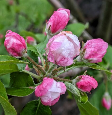 mehrere noch geschlossene rosa Apfelblüten und in der Mitte eine sich öffnende mit weißen Anteilen. Tropfen drauf