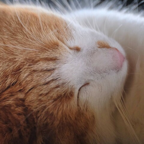 Nahaufnahme des Kopfes einer rotweißen Katze mit geschlossenen Augen. Die Nase zeigt nach rechts oben.