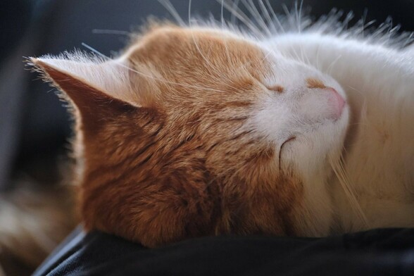 Foto des Kopfes einer rotweißen Katze mit geschlossenen Augen. Die Nase zeigt nach rechts oben. Ein Ohr ist nicht zu sehen, weil sie drauf liegt.