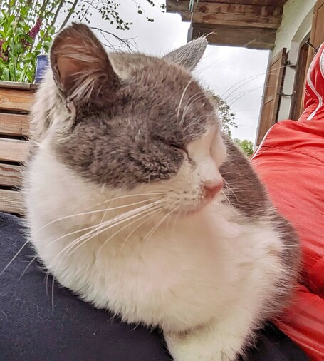 eine kleine grauweiße Katze mit geschlossenen Augen sitzt auf einem Bein