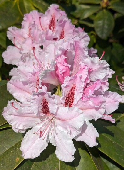 mehrere aufgeblühte weißrosa Rhododendronblüten