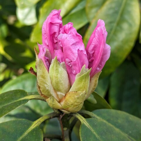 ein Knospenverbund vom Rhododendron, bei dem drei rosa geschlossenene Blüten sich raus schieben