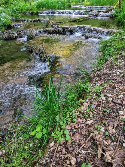 ein ruhiges Bächlein fließt über kleine breite Stufen durch ganz viel Grün und Wald
