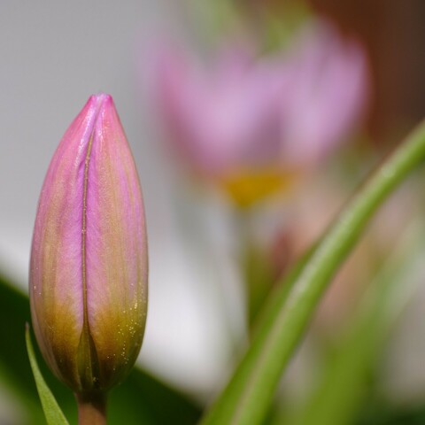 eine geschlossene aufrechte Blütenknospe einer kleinen helllila Wildtulpe. Im Hintergrund unscharf eine geöffnete Tulpenblüte