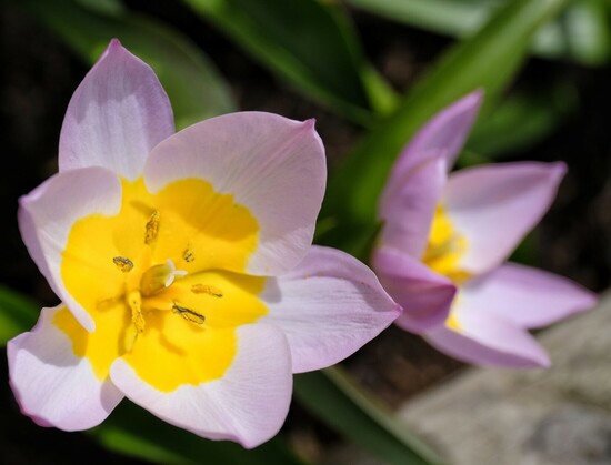 zwei geöffnete Tulpenblüten. Eine direkt von oben und eine seitlich geneigt, so dass auch die helllila Farbe der Blütenblätter außen zu sehen ist