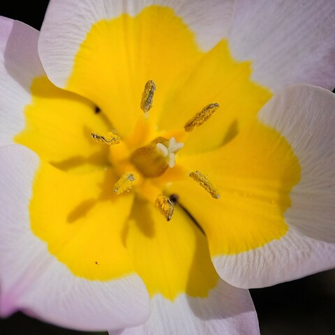 Nahaufnahme des Zentrums einer Tulpenblüte. Im Zentrum gelber Grund mit gelbem Stempel und weißem Abschluss und gelben Staubgefäßen und außen zartlila