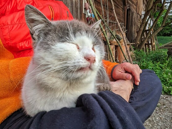 eine kleine grauweiße Katze mit geschlossenen Augen sitzt auf den untergeschlagenen Beinen