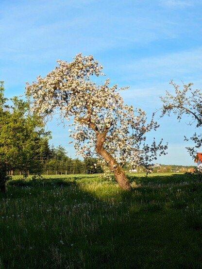 ein großer schiefer Apfelbaum in der Morgensonne fast komplett weiß von Blüten.