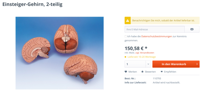 Screenshot aus einem Online-Store, abgebildet ist ein anatomisches Modell des menschlichen Gehirns. Die Überschrift: 