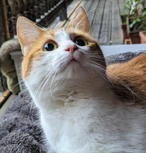 eine rotweiße Katze blickt konzentriert mit geweiteten Augen nach oben