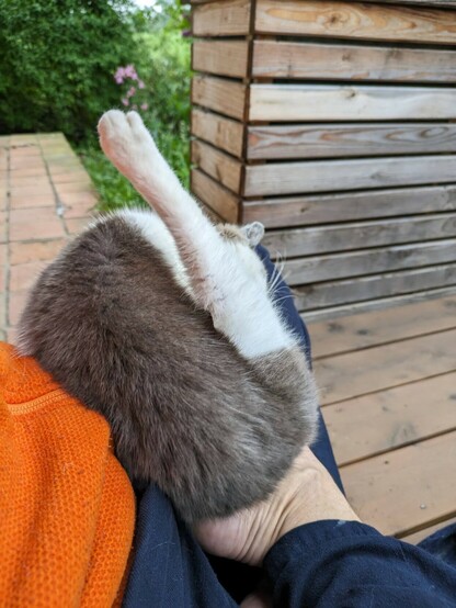 eine kleine grauweiße Katze putzt sich auf untergeschlagenen Beinen