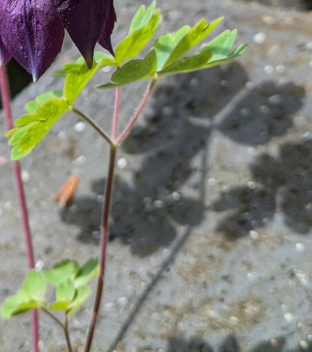 Ein grünes Blatt einer Akelei und der Schatten auf Beton