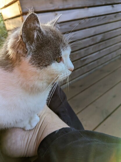 eine kleine grauweiße Katze sitzt auf untergeschlagenen Beinen