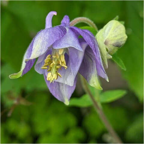 eine geöffnete helllila Blüte einer Akelei von leicht unten fotografiert, so dass Staubgefäße und Stempel sichtbar sind