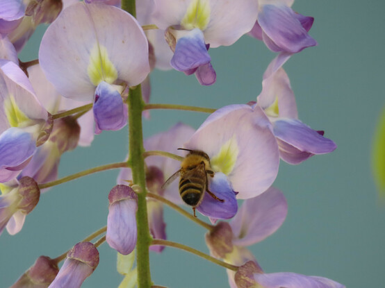 Biene krabbelt in eine Blüte vom Blauregen. Rundherum weitere solcher Blüten, der Hintergrund in pastelligem Blau.