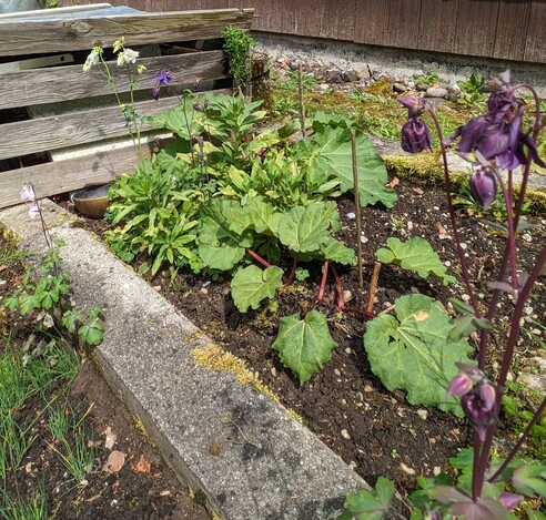 in einem Garten sind verschiedene Akeleiblütenfarben zu entdecken.nganz rechts dunkellila, links weißrosa und hinten weiß und lila