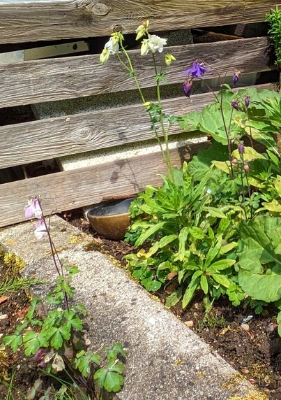 in einem Garten sind verschiedene Akeleiblütenfarben zu entdecken.nlinks weißrosa und hinten weiß und lila