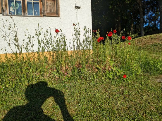 Schatten des Oberkörpers des Fotografen mit Hut und rotem blühendem Mohn und Hauswand im Hintergrund