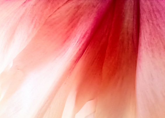 ein Detail einer Pfingstrosenblüte, die weiß-rot geflammten Blütenblätter sehen aus wie ein zarter Vorhang